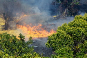 Feu de parc à Marseille (Bouches-du-Rhône, FR)