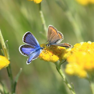 Papillons Azurés communs (mâle bleu-violet et femelle brun foncé)