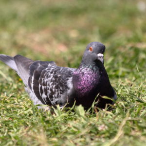 Pigeon Biset (Marseille, FR)