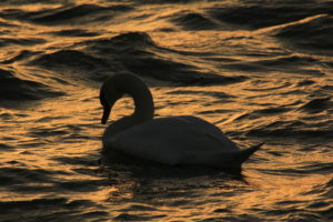 Cygne tuberculé au Réservoir du Grand-Large (Lyon, FR)