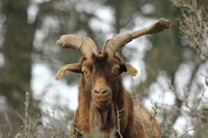 Chèvre du Rove (Var, FR)