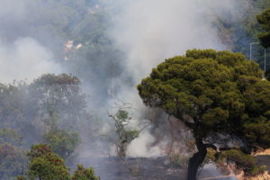 Feu de parc à Marseille (Bouches-du-Rhône, FR)