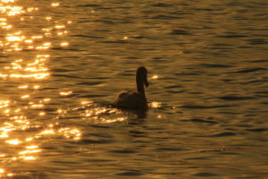 Cygne tuberculé au Réservoir du Grand-Large (Lyon, FR)