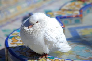 Pigeon Biset (Séville, ES)