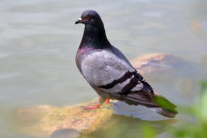 Pigeon Biset (Marseille, FR)