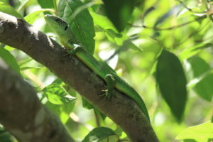 Lézard vert occidental dans le Parc national des Calanques (Bouches-du-Rhône, FR)