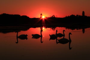 Sébastien_Bur-Oiseaux-05