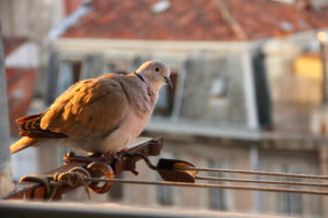 Tourterelle turque (Marseille, FR)