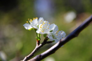 Fleurs de cerisier