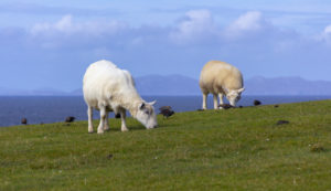 Moutons (Île de Skye, Écosse UK)