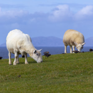 Moutons (Île de Skye, Écosse UK)