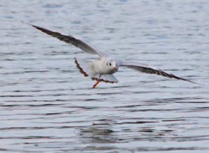 Mouette rieuse au Réservoir du Grand-Large (Lyon, FR)