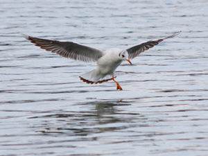 Mouette rieuse au Réservoir du Grand-Large (Lyon, FR)