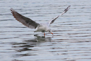 Mouette rieuse au Réservoir du Grand-Large (Lyon, FR)