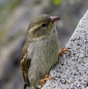 Pinson des arbres au Lac du Bourget (Savoie, FR)