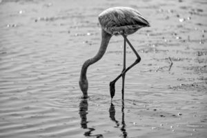 Flamant rose
