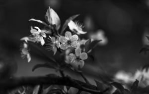 Série fleurs d'amandiers