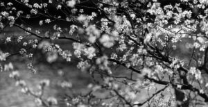 Série fleurs d'amandiers