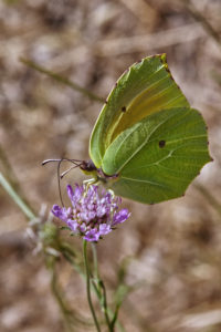 Papillon Citron de Provence