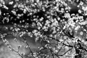 Série fleurs d'amandiers