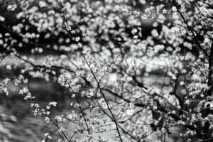 Série fleurs d'amandiers