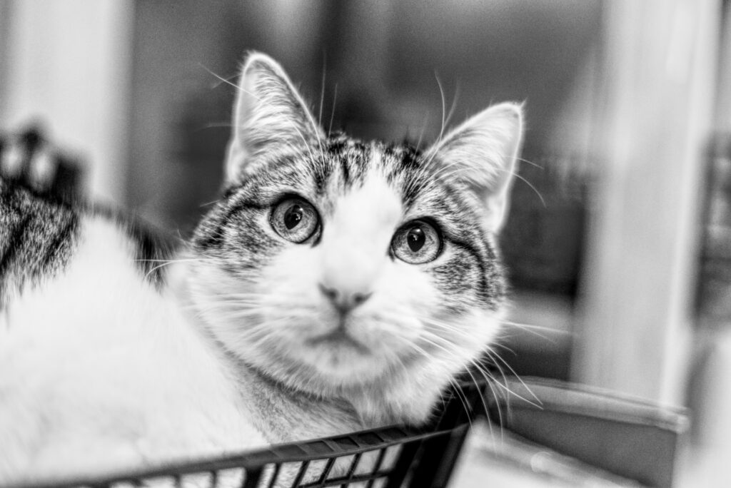 Animaux Roanne Photo Vidéo Loire France