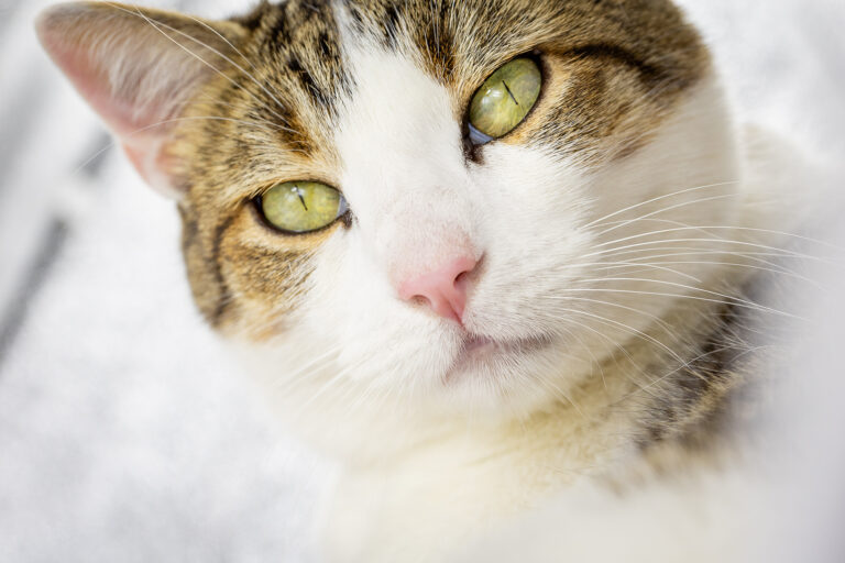 Photographe Portrait Roanne